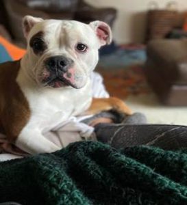 A dog laying at someone's feet on a blanket.